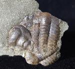 Ellipsocephalus hoffi (SCHLOTHEIM 1823) - Bild © FossNet FossilienStore